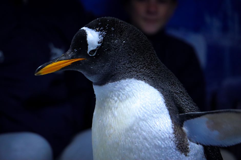 Retrato de un pingüino papúa que captura sus características distintivas en condiciones de poca luz. Perfecto para los amantes de la vida salvaje.