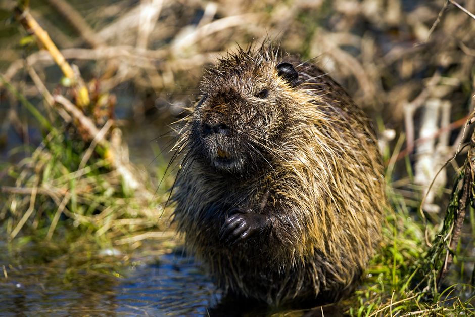 Un primer plano vibrante de una nutria en su entorno natural y mojado, mostrando sus bigotes.