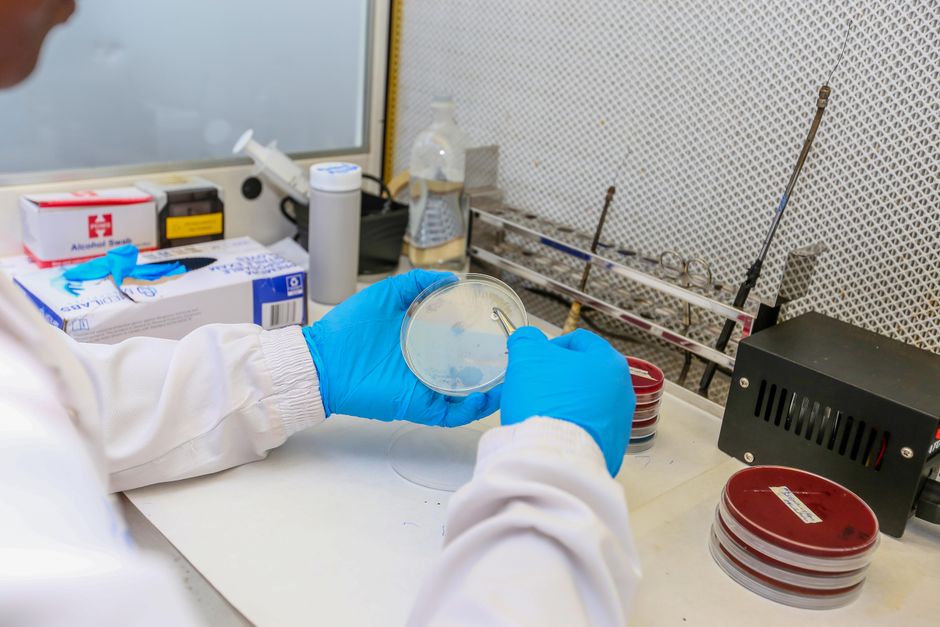 Científico en el laboratorio sosteniendo una placa de Petri con cultivos, usando guantes y bata protectora.