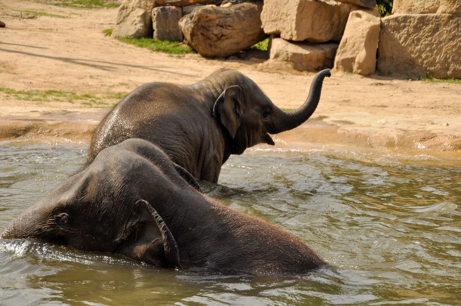 Elefantes asiáticos disfrutando de un refrescante baño en el zoológico de Praga en un día soleado.