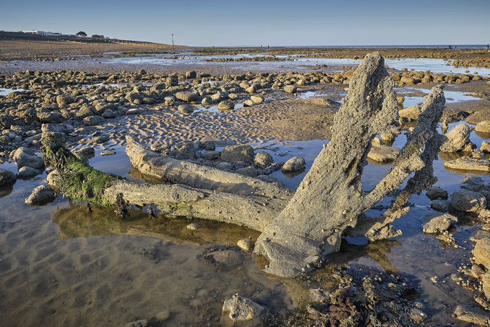 ADN antiguo revela bosques en Doggerland hace 16,000 años