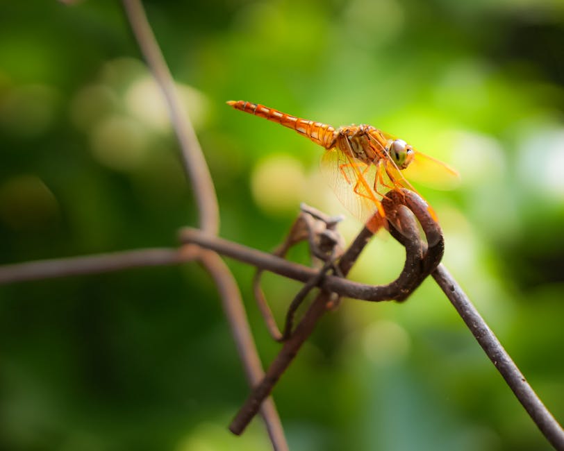 Primer plano de una libélula vibrante posada en un alambre con un exuberante fondo verde bokeh.