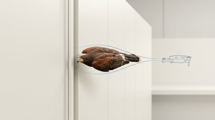 Aguilillas de Harris inspiran el diseño de drones súper ágiles