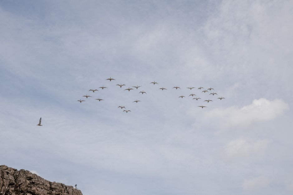 Un apacible grupo de aves volando en un cielo despejado con terreno rocoso abajo.