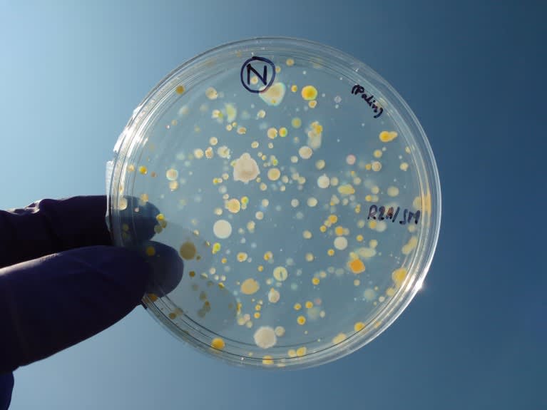 Alerta global: Vida espejo sintética amenaza los ecosistemas