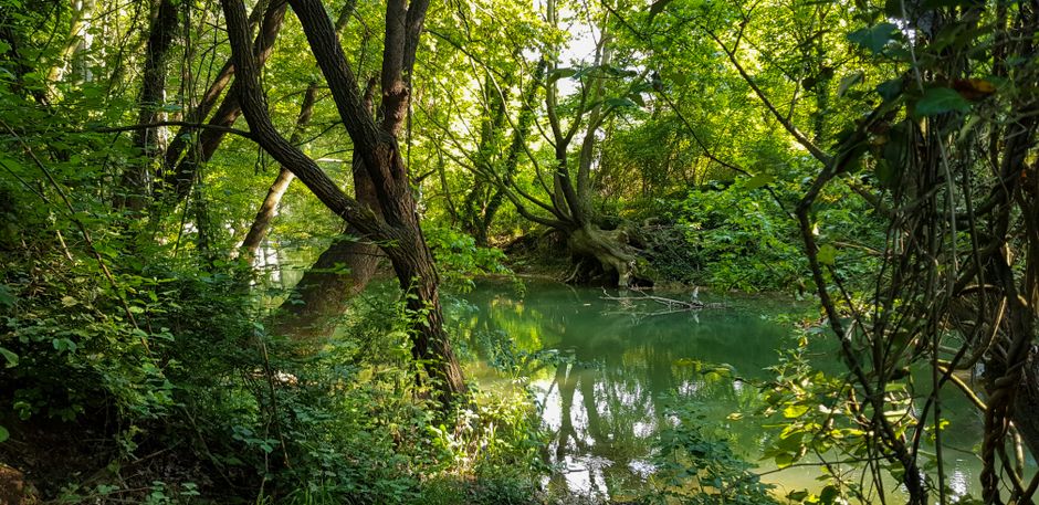 Fotos de stock gratuitas de al aire libre, árbol curvo, arboles
