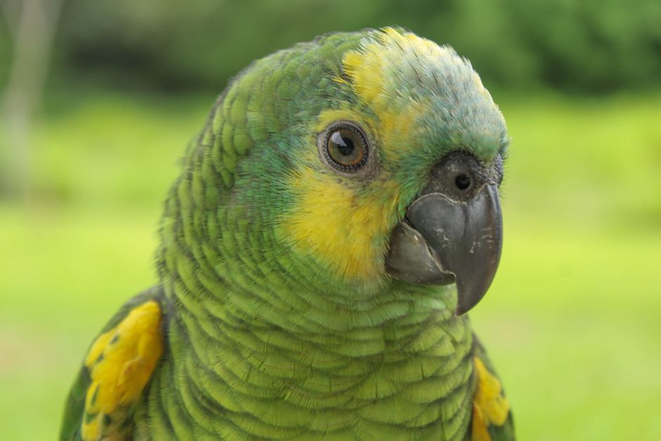 Loro