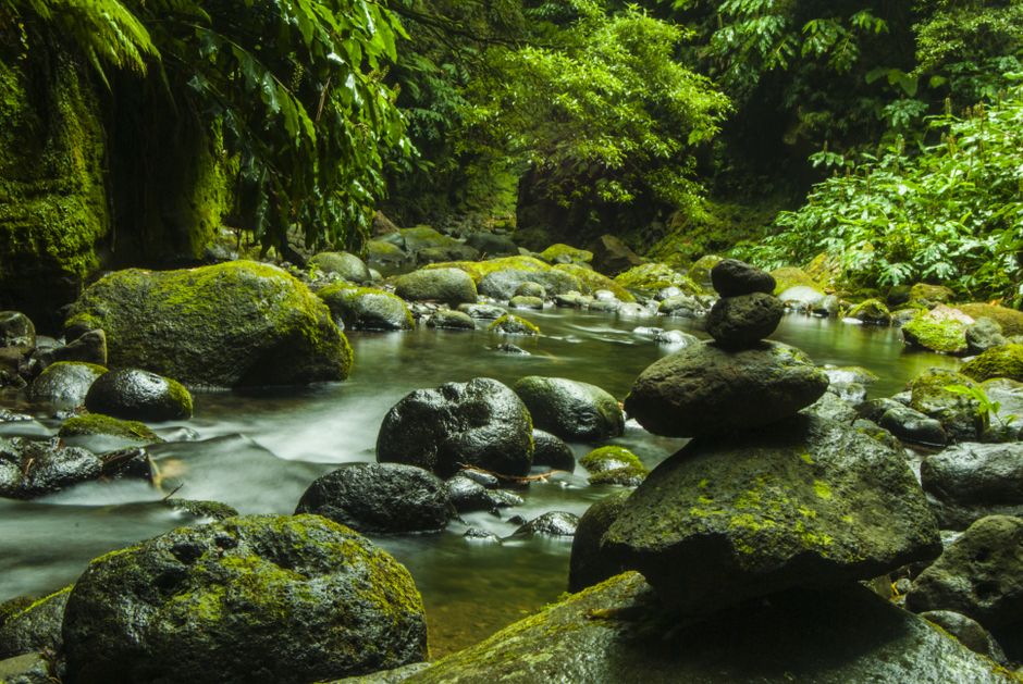 Montón De Rocas En El Río Rodeado De árboles