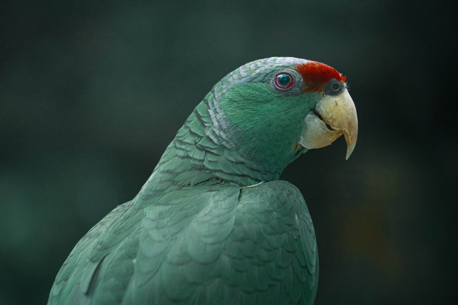 Primer plano de un colorido loro amazónico de frente roja mostrando su plumaje vibrante y rasgos impactantes.