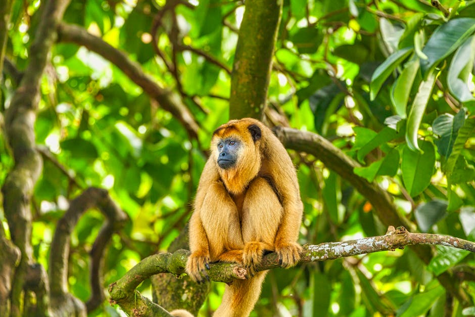 Fotos de stock gratuitas de al aire libre, alouatta caraya, amazonas