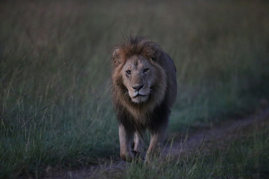 Un poderoso león macho merodea por las praderas al anochecer, mostrando su dominio y belleza en la naturaleza.