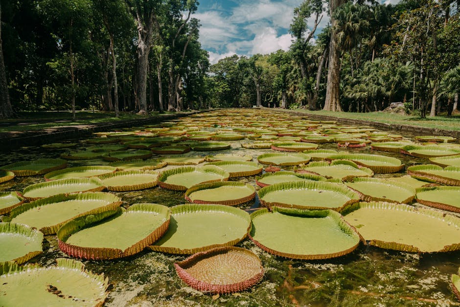 Amplio jardín tropical con grandes nenúfares Victoria amazonica bajo un cielo azul.