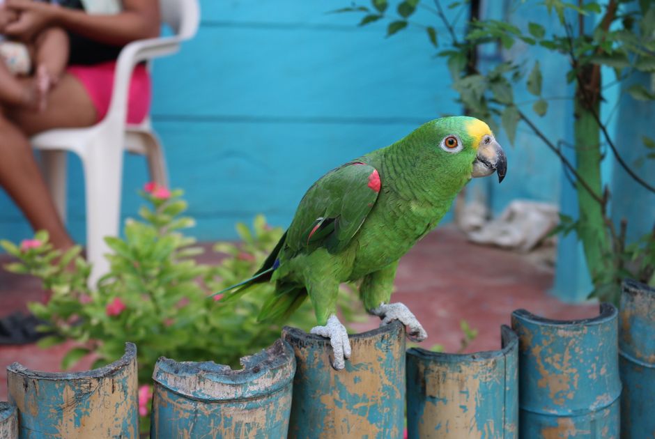 Loro verde vibrante posado en una cerca con un colorido fondo tropical.