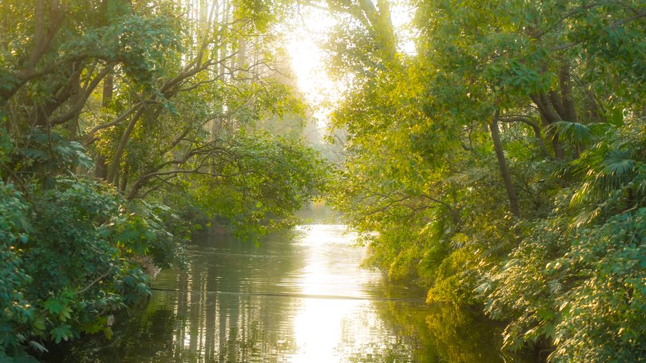 Escena tranquila de río con luz solar filtrándose a través de exuberantes árboles verdes.