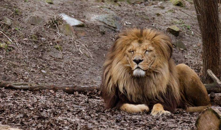Un león regio acostado en el suelo del bosque, que encarna paz y fuerza.
