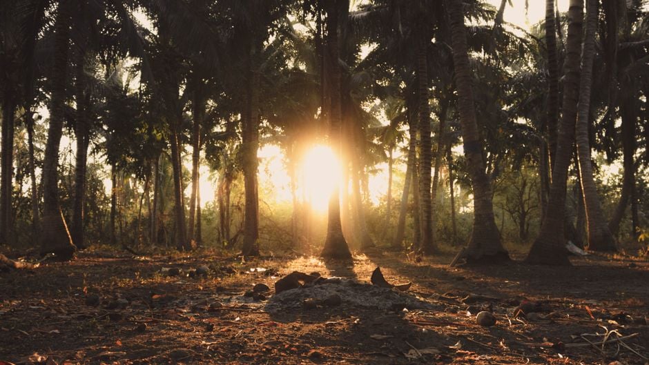 Un hermoso amanecer iluminando una serena plantación de cocos en Santa Cruz, Filipinas.