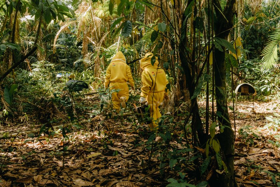 Dos apicultores con ropa de protección amarilla caminan por un denso entorno forestal.