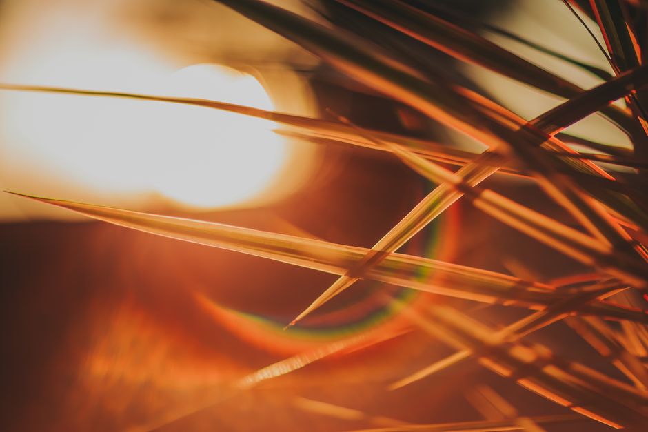Primer plano de hojas de césped iluminadas por la luz del sol de la hora dorada, creando un efecto de destello cálido.
