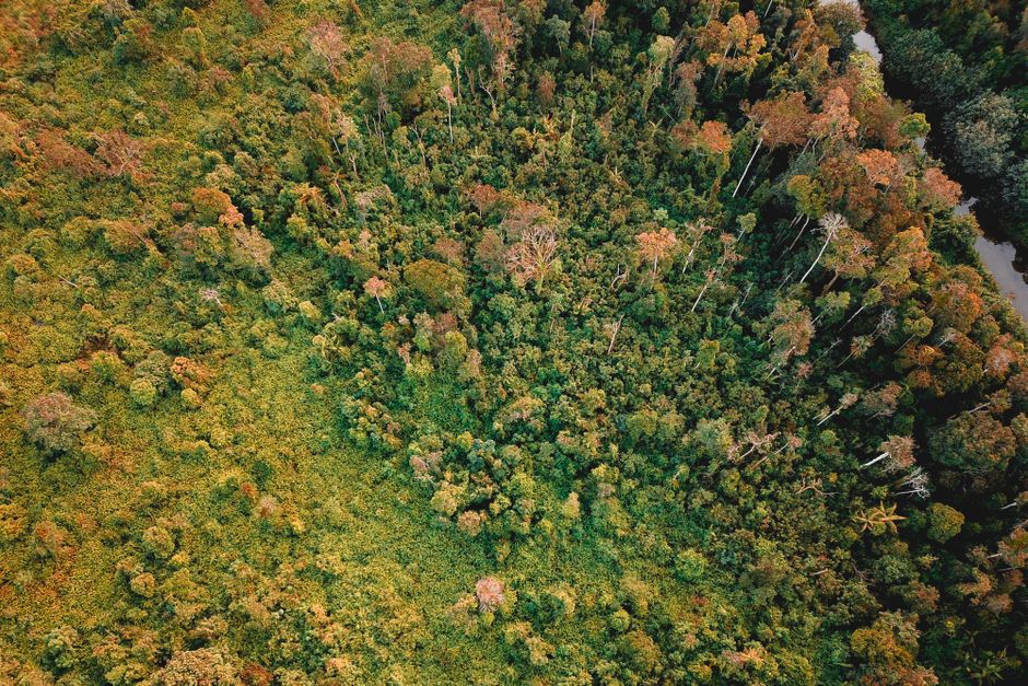 Impresionante vista aérea de un vibrante bosque de otoño, mostrando un follaje colorido y una vegetación serena.