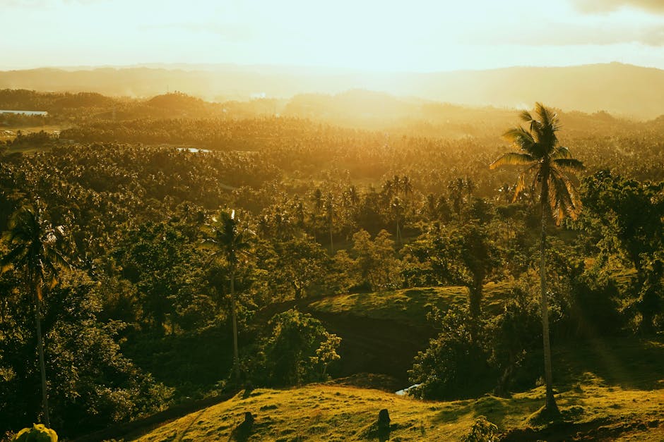 Fotos de stock gratuitas de afecto, al aire libre, arboles