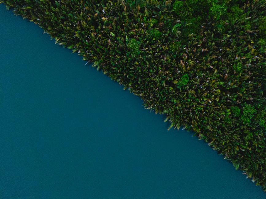 Toma aérea de la exuberante vegetación a lo largo del Río Mesuji, Lampung, Indonesia, mostrando el intenso contraste entre el río y el bosque.