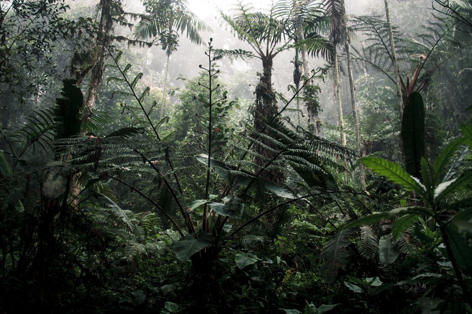 Densa y nebulosa selva ecuatoriana con exuberante vegetación y flora diversa.