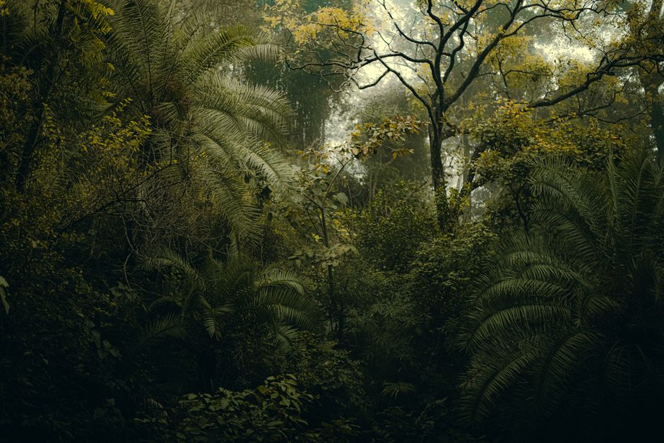 Una escena de jungla densa y vibrante en Rishikesh, India, que muestra un exuberante follaje verde y un ambiente sereno.