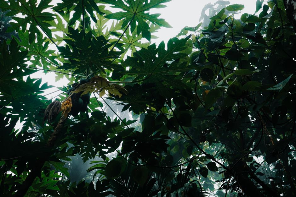 Paisaje tropical vibrante con árboles de papaya verdes y densa vegetación.