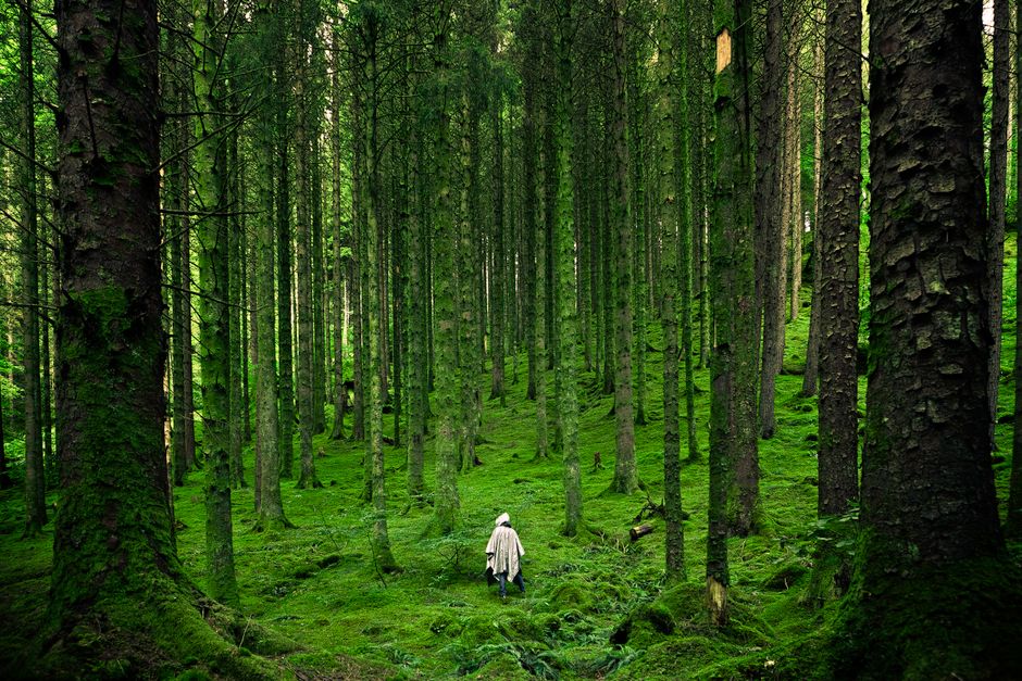 Una persona solitaria caminando por los exuberantes bosques verdes de Inverness en las Tierras Altas de Escocia.