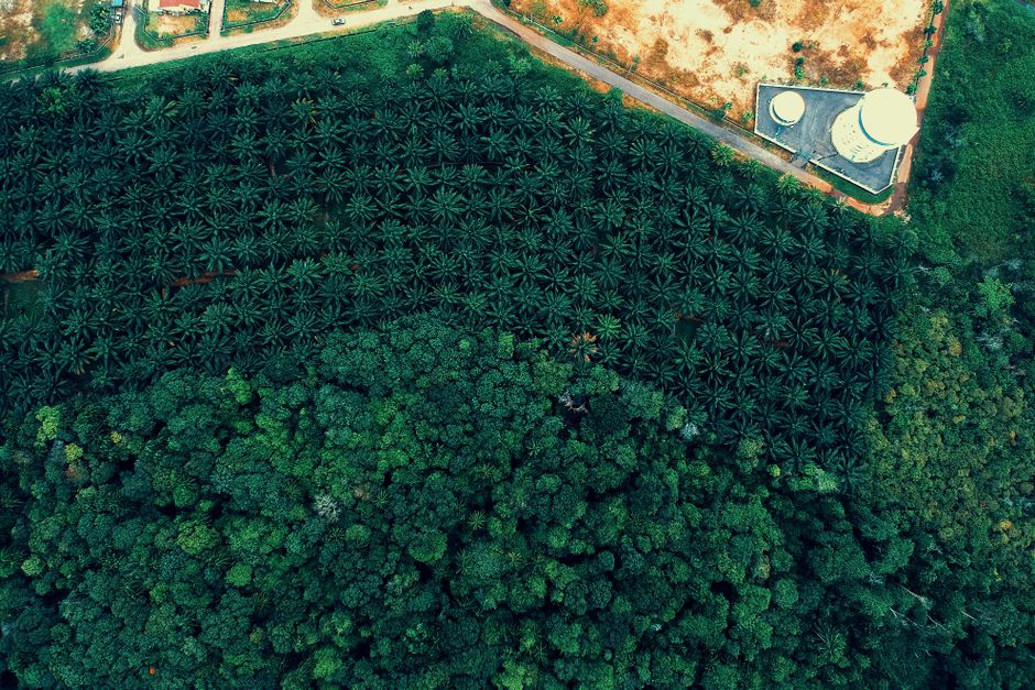 Una vista aérea que muestra el contraste entre un bosque denso y una plantación de palmeras estructurada.