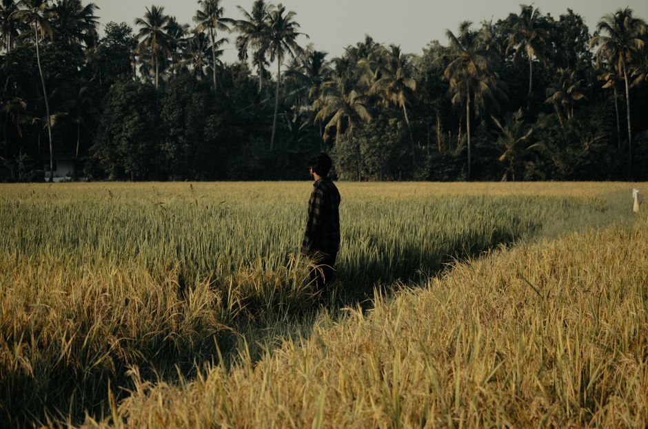 Un hombre camina por exuberantes campos de arroz verdes con palmeras al fondo, evocando una escena rural tranquila.