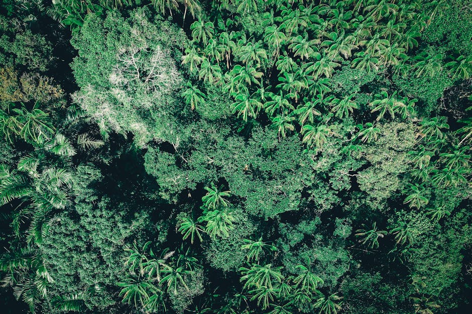 Fotos de stock gratuitas de aéreo, árbol, árboles exóticos
