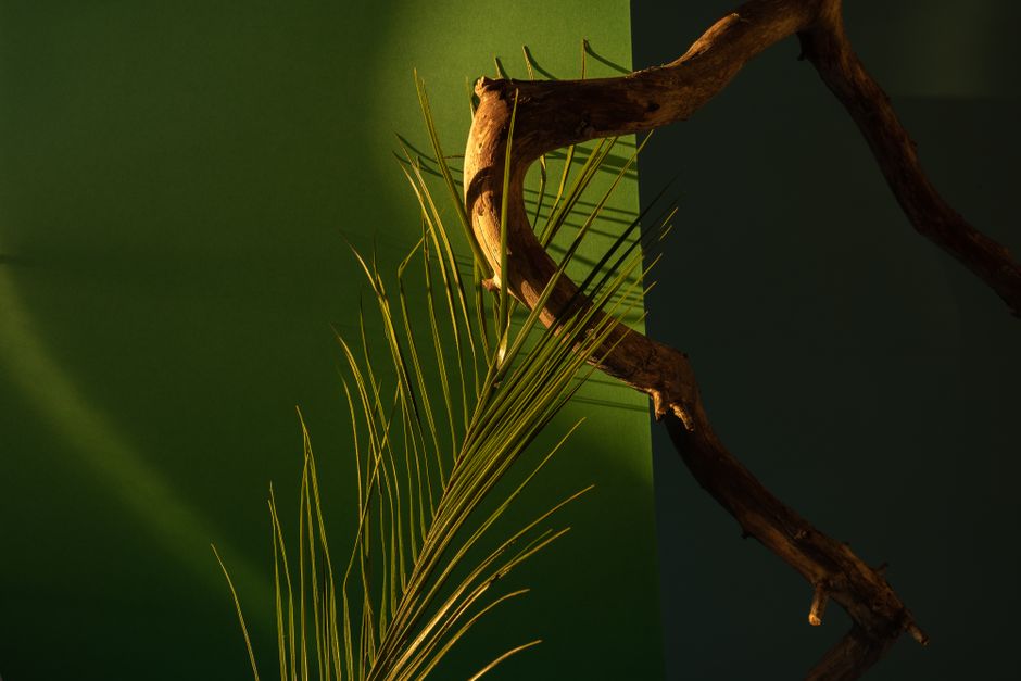Fotos de stock gratuitas de armonía, arte botánico, arte visual
