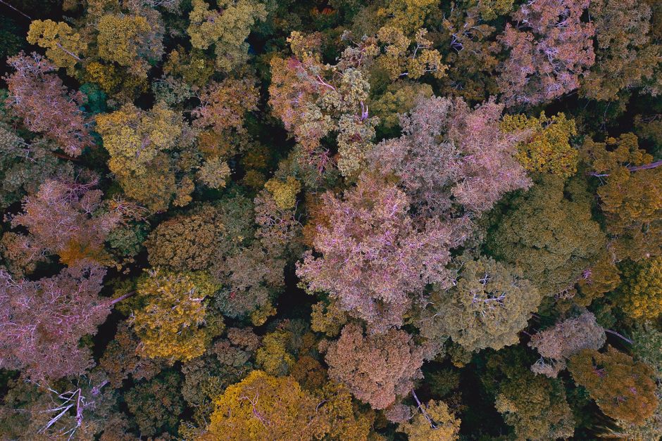 Una impresionante vista aérea que muestra el vibrante follaje otoñal de un bosque en Jerteh, Terengganu, Malasia.