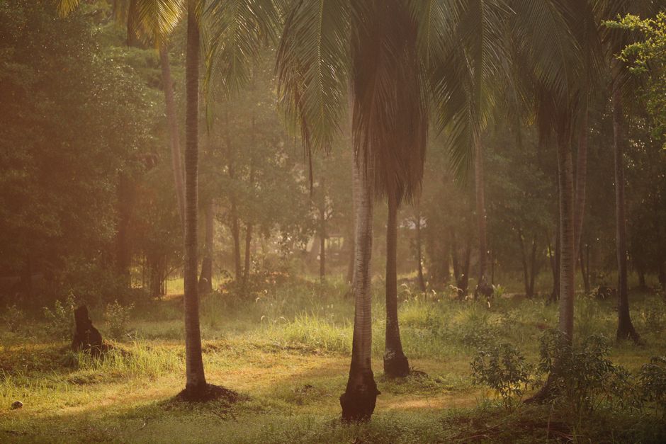 Escena tranquila de palmeras en un bosque tropical iluminado por el sol, capturando la belleza de la naturaleza.