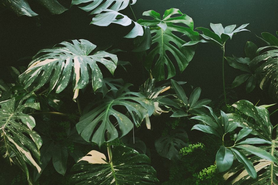 Las vibrantes hojas de Monstera crean una exuberante escena de selva tropical, perfecta para estéticas botánicas.