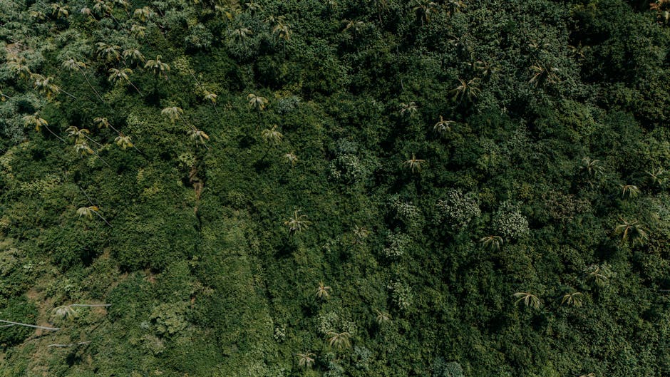 Una impresionante vista aérea de los densos y exuberantes bosques de Sri Lanka capturada por un dron.