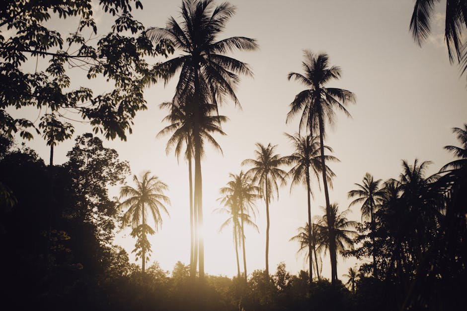 Fotos de stock gratuitas de al aire libre, alba, amanecer