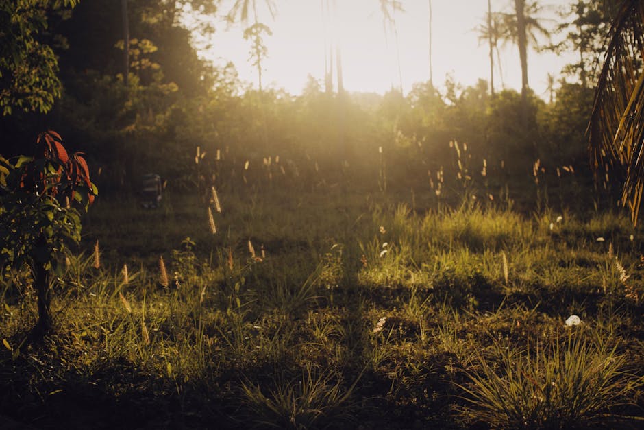 Fotos de stock gratuitas de al aire libre, ambiente, anochecer