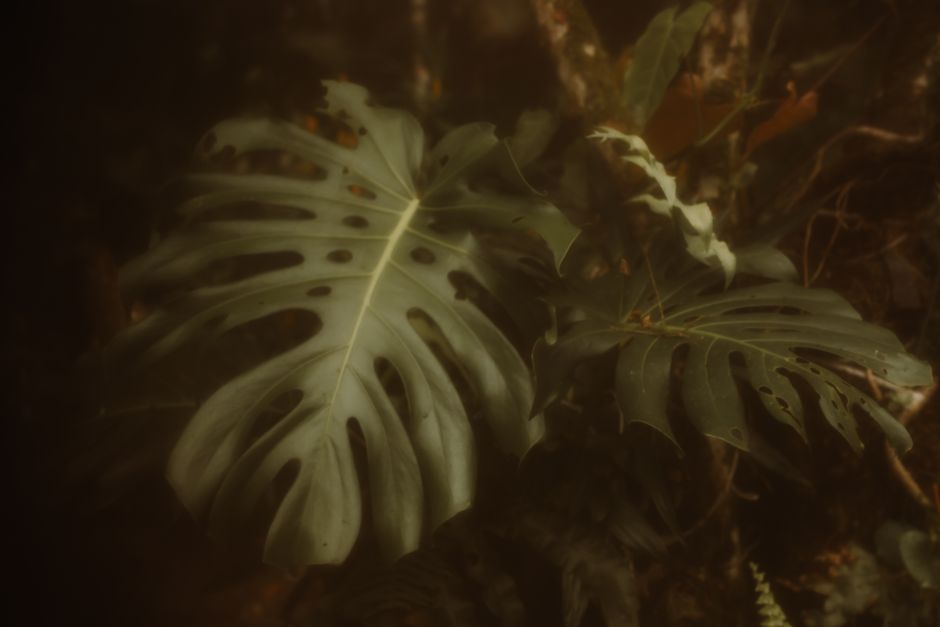 Fotos de stock gratuitas de acogedor, adentro, amante de la naturaleza