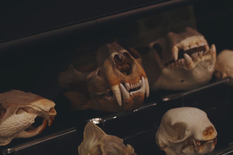 Fotos de stock gratuitas de anatomía, animal, antropología