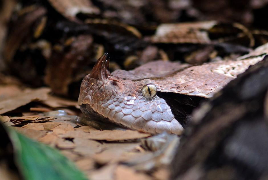 Primer plano detallado de una víbora de Gabón camuflada en hojas secas.