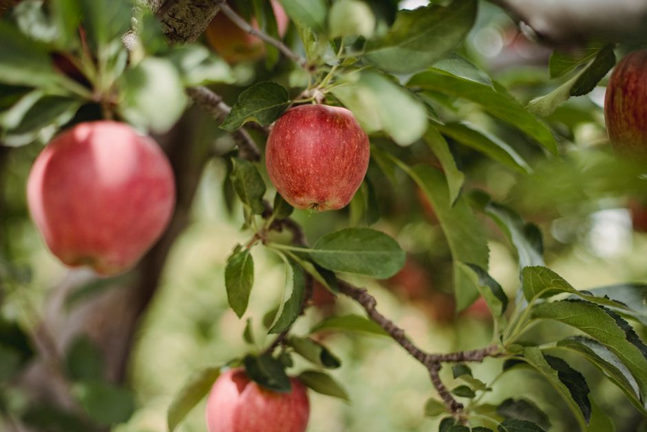 Manzanas Frescas Rojas Maduras Que Crecen En árboles En Huerto