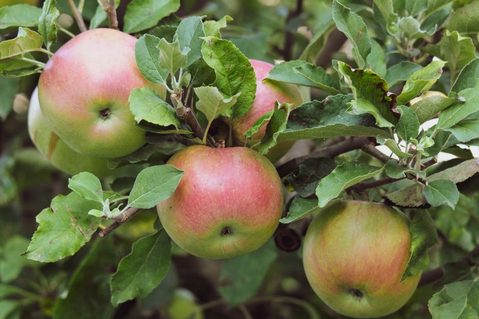 Acercamiento de manzanas maduras creciendo en una rama de árbol en Garešnica, Croacia.