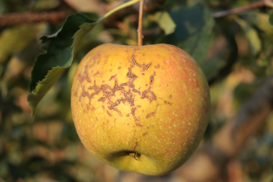 Primer plano detallado de una manzana iluminada por el sol colgando de un árbol en Mellana, Italia.