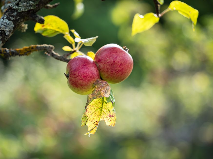 Acercamiento de manzanas rojas maduras en una rama en un huerto soleado, mostrando el crecimiento natural y los colores del otoño.