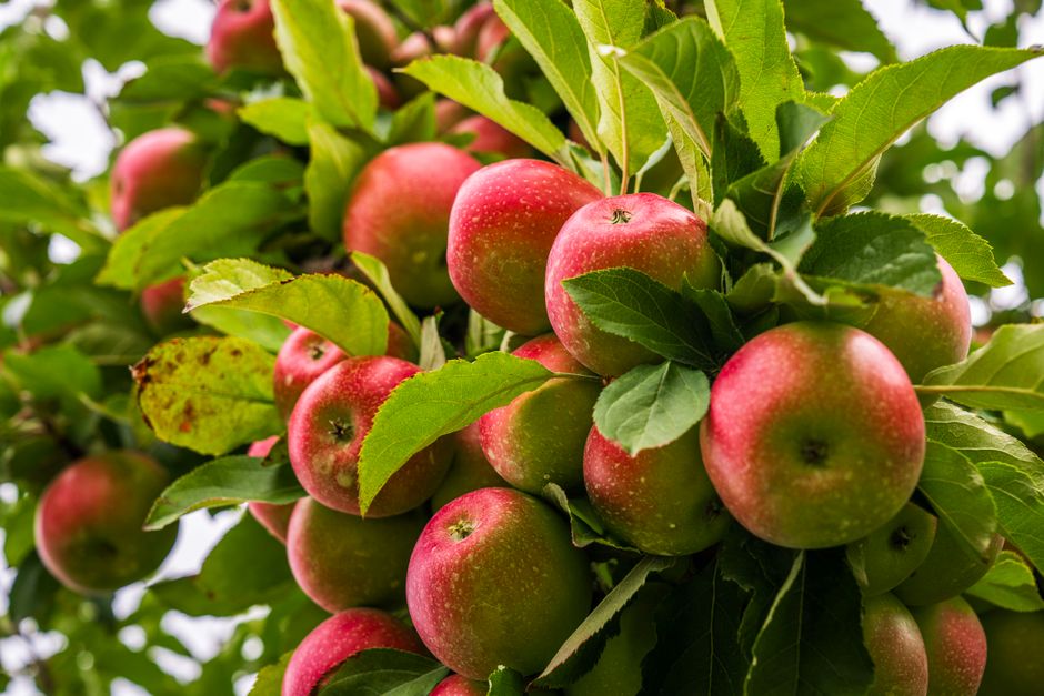 Fotos de stock gratuitas de @al aire libre, agricultura, al aire libre