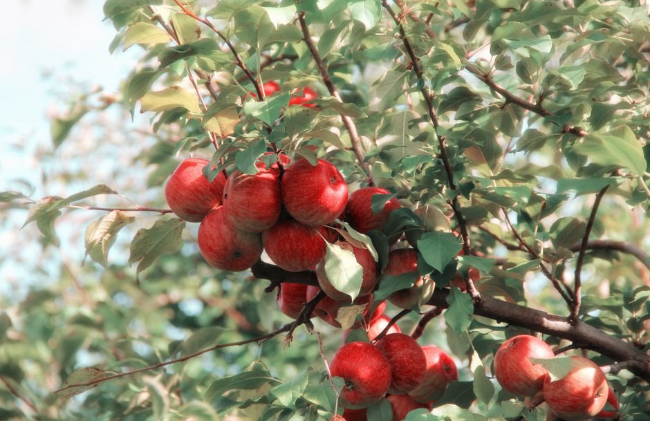 Un grupo de manzanas rojas maduras creciendo en una rama de árbol en el huerto, mostrando su color vibrante y belleza natural.