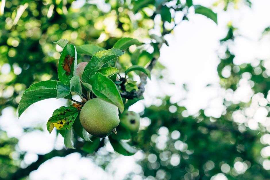 Fotos de stock gratuitas de agricultura, al aire libre, alimentación saludable