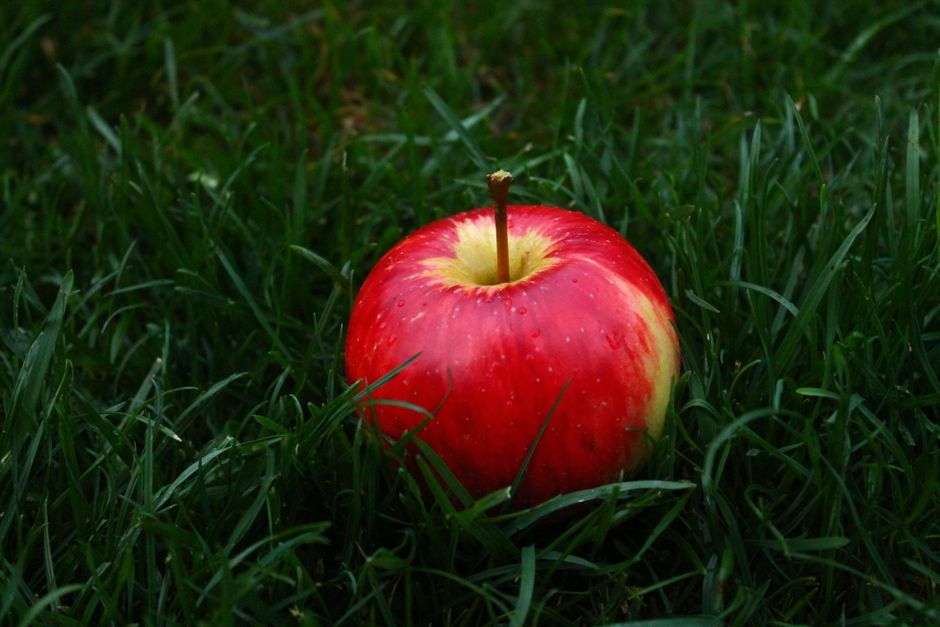 Una vibrante manzana roja con gotas de agua sobre un césped verde y exuberante.